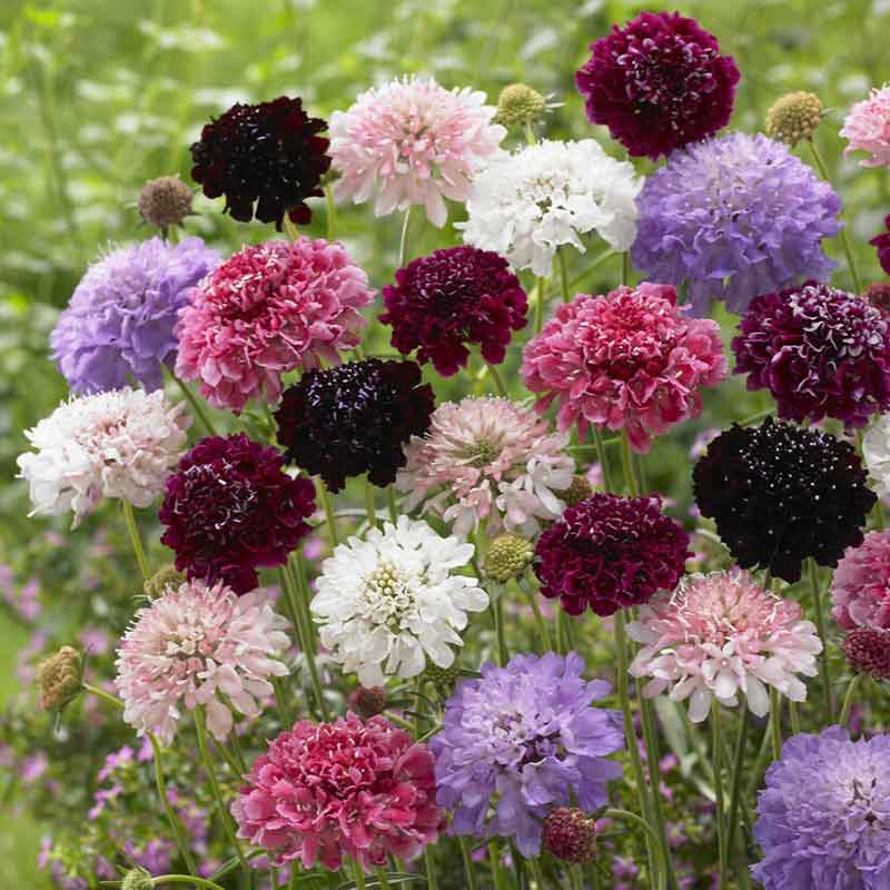Yellow Scabious Flower seeds for Planting Easy to Grow, Heirloom & GMO Free Seeds for Home Garden vegetable and garden seeds