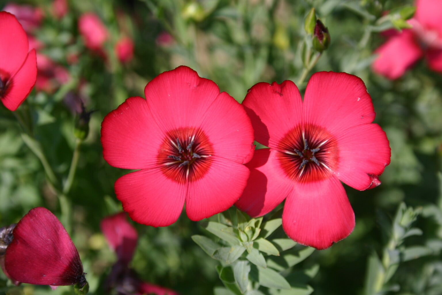 Scarlet Flax flower seeds for garden beds