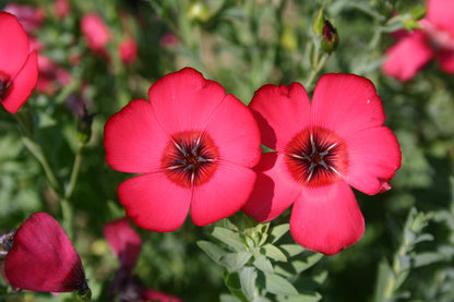Scarlet Flax flower seeds for garden beds