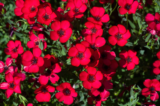 Scarlet Flax seeds producing red wildflowers