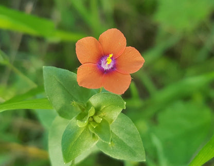 Pimpernel Anagallis Flower seeds for Planting Cottage Garden Essential Heirloom & GMO Free Seeds for Home Garden