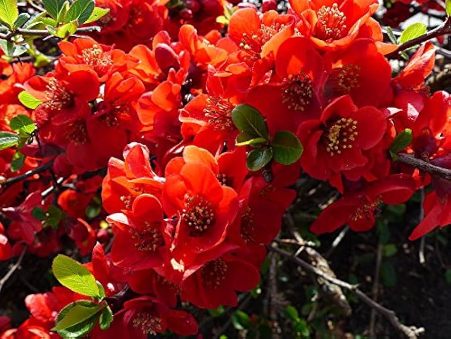 Scarlet Quince Seeds – Chaenomeles japonica Non-GMO Red Flower Shrub