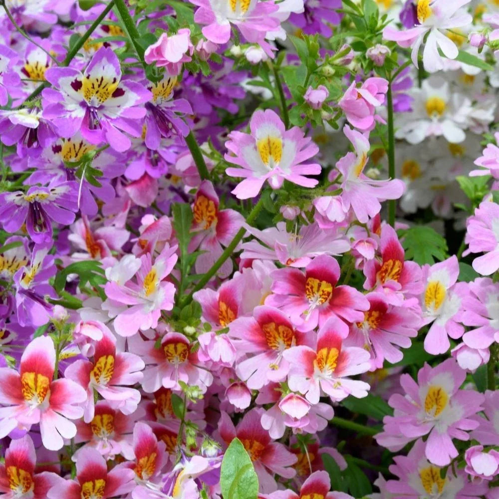 High quality Schizanthus Flower seeds for Planting Wildflower Mix, Heirloom & GMO Free Seeds for Home Garden seeds pack