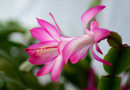 Schlumbergera Flower seeds for Planting Seasonal Bloomer Heirloom & GMO Free Seeds for Home Garden