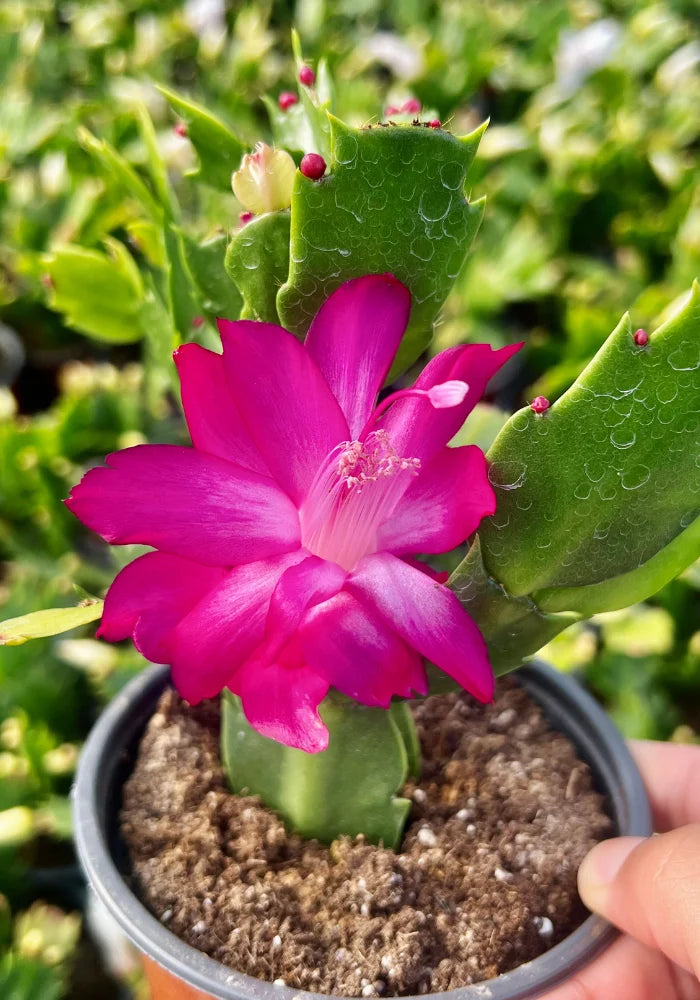 Schlumbergera Flower seeds for Planting Long Bloom Season Heirloom & GMO Free Seeds for Home Garden