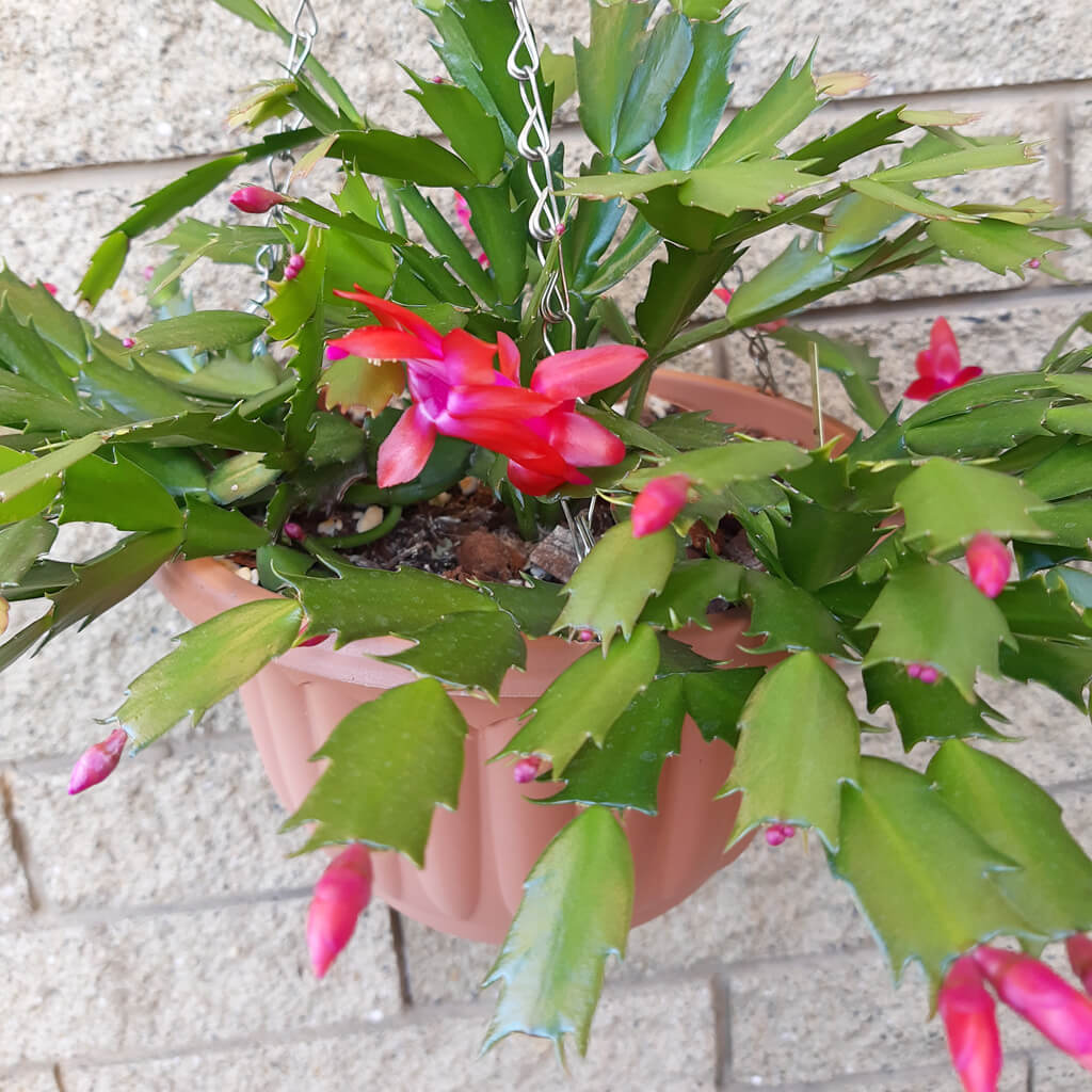 Mixed Zygocactus Truncatus Flower seeds for Planting - Cut Flower Favorite, Heirloom & GMO Free Seeds for Home Garden