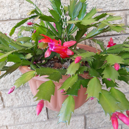 Mixed Zygocactus Truncatus Flower seeds for Planting - Cut Flower Favorite, Heirloom & GMO Free Seeds for Home Garden