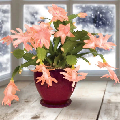 Heirloom Schlumbergera Flower seeds for Planting Easy to Grow Heirloom & GMO Free Seeds for Home Garden