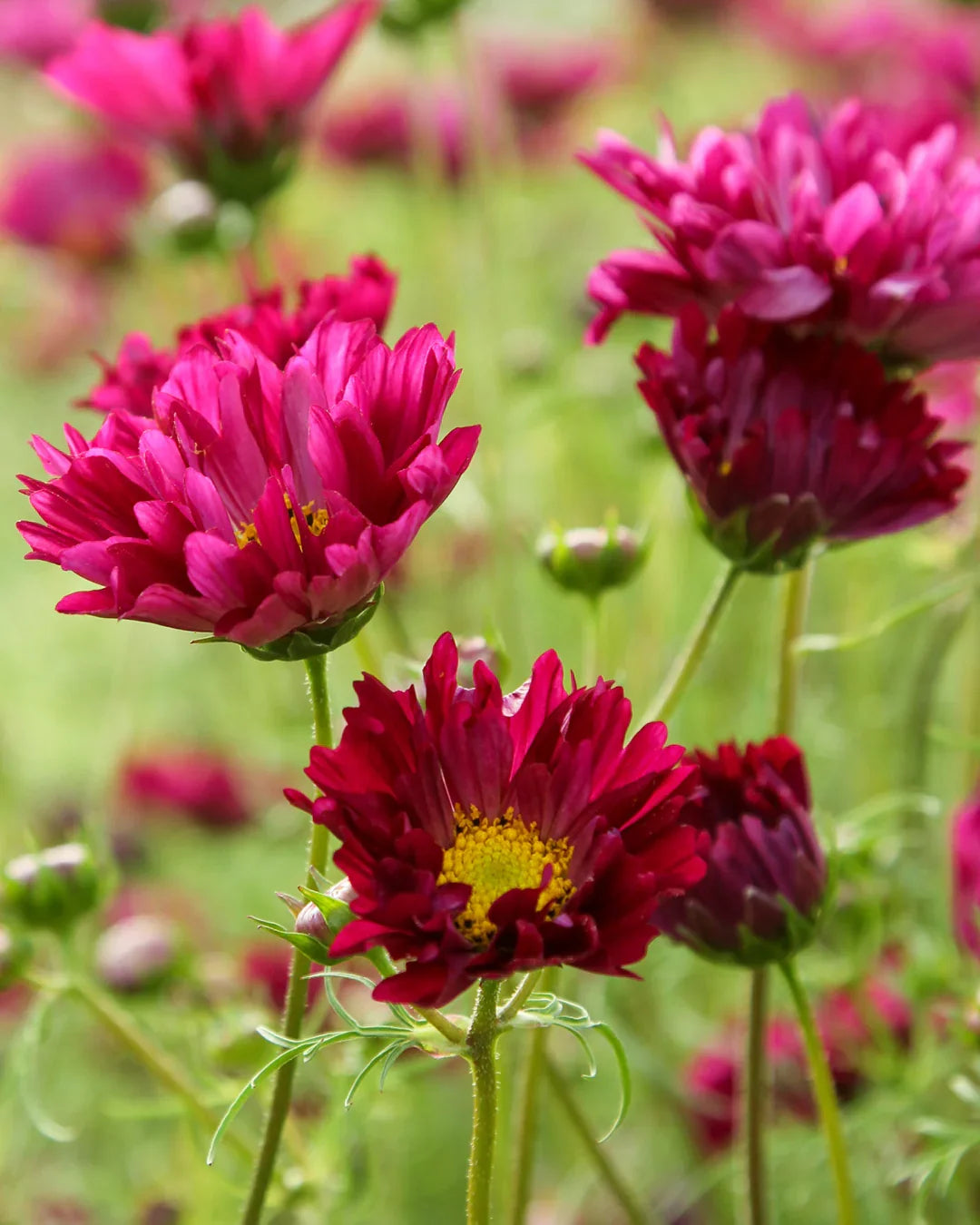Cosmos Cranberries Flower seeds for Planting Cottage Garden Essential Heirloom & GMO Free Seeds for Home Garden