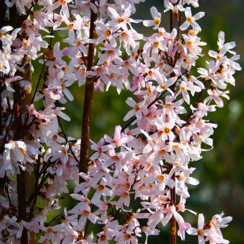Premium Pink Trifoliate Forsythia Flower seeds for Planting Colorful Display, Heirloom & GMO Free Seeds for Home Garden seeds