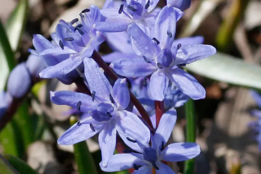 Scilla Bifolia Flower seeds for Planting Premium Quality, Heirloom & GMO Free Seeds for Home Garden vegetable and garden seeds