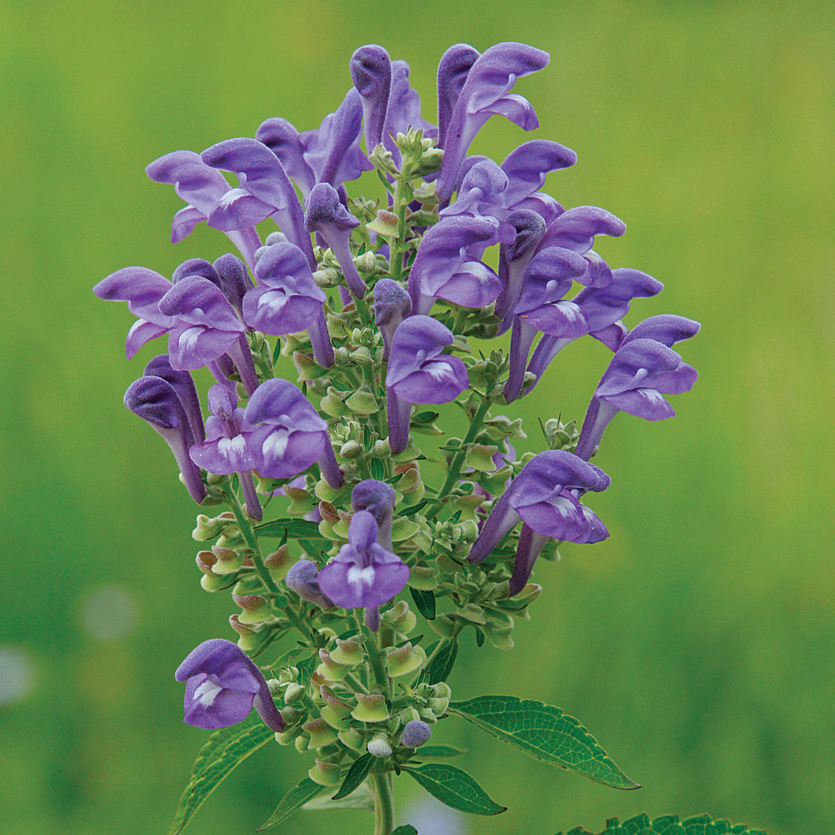 Scullcap grown from seeds in wet rain garden landscape