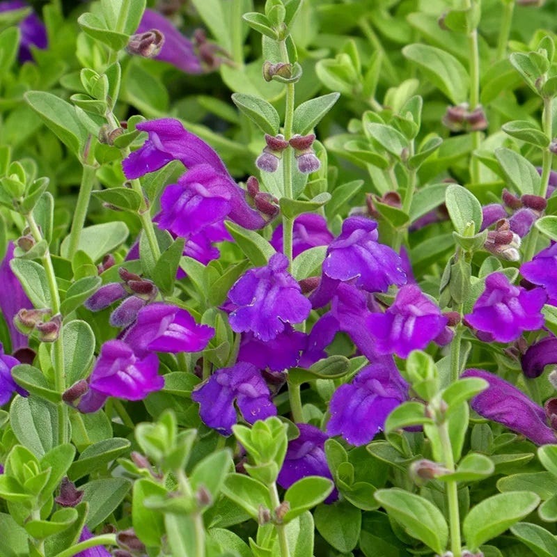 Premium Purple Scutellaria Flower seeds for Planting Cottage Garden Essential, Heirloom & GMO Free Seeds for Home Garden seeds