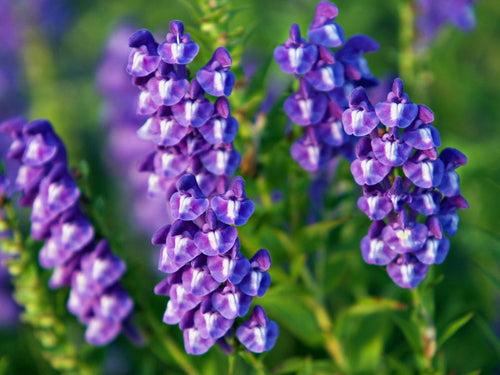Premium Blue Scutellaria Baicalensis Flower seeds for Planting Low Maintenance, Heirloom & GMO Free Seeds for Home Garden seeds