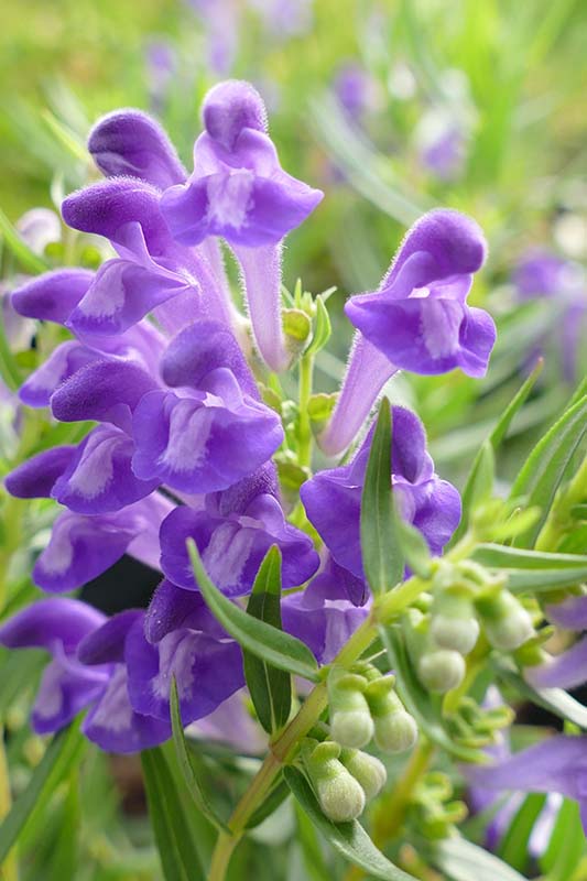 Purple Scutellaria Flower seeds for Planting Cottage Garden Essential, Heirloom & GMO Free Seeds for Home Garden vegetable and garden seeds