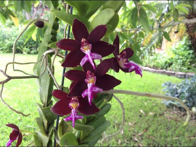 Trichoglottis Flower seeds for Planting Cottage Garden Essential Heirloom & GMO Free Seeds for Home Garden