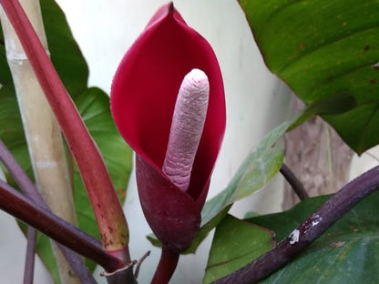 Philodendron Flower seeds for Planting Premium Quality Heirloom & GMO Free Seeds for Home Garden