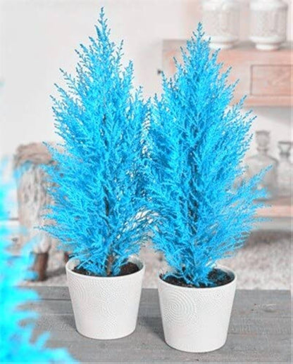 Sea Blue Cypress Platycladus Foliage for Garden Decoration