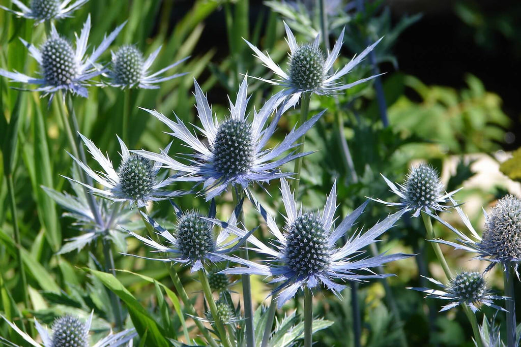 High quality Blue Sea Holly Flower seeds for Planting Seasonal Bloomer, Heirloom & GMO Free Seeds for Home Garden Sale seeds pack
