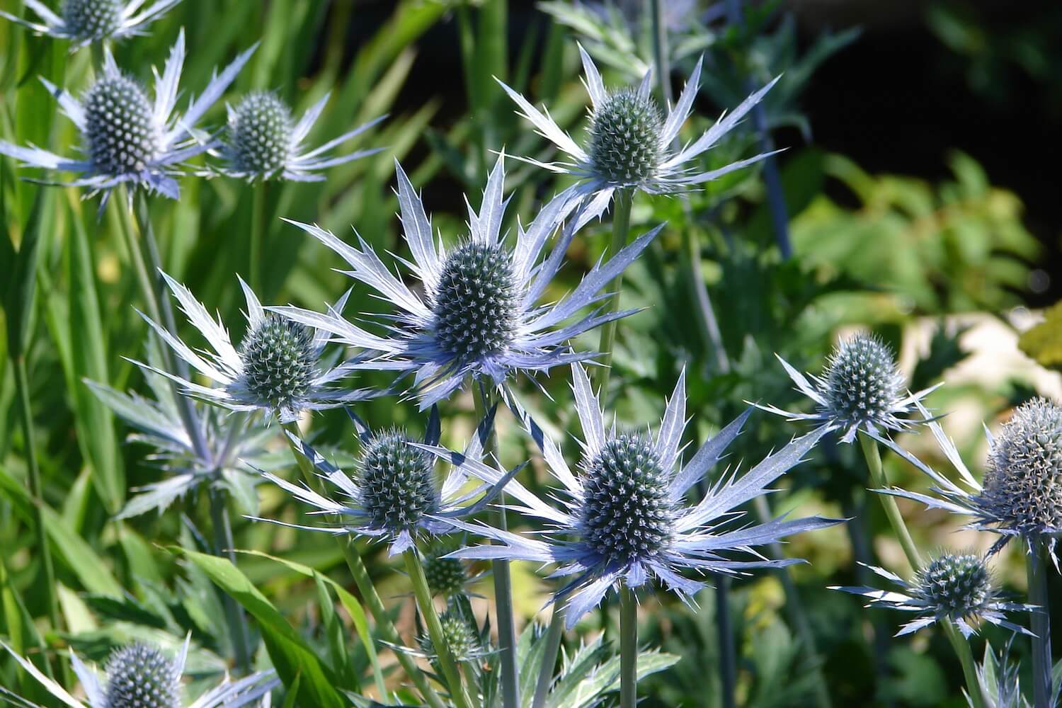 High quality Blue Sea Holly Flower seeds for Planting Seasonal Bloomer, Heirloom & GMO Free Seeds for Home Garden Sale seeds pack
