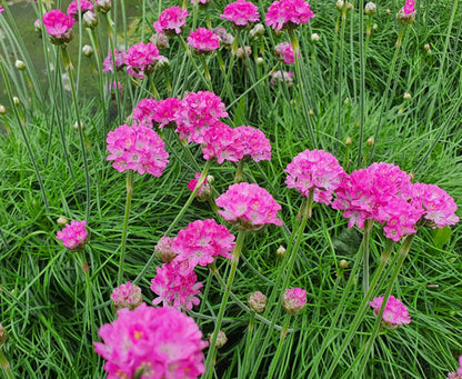 Mature Sea Thrift Plant Blooming with Pink Flowers