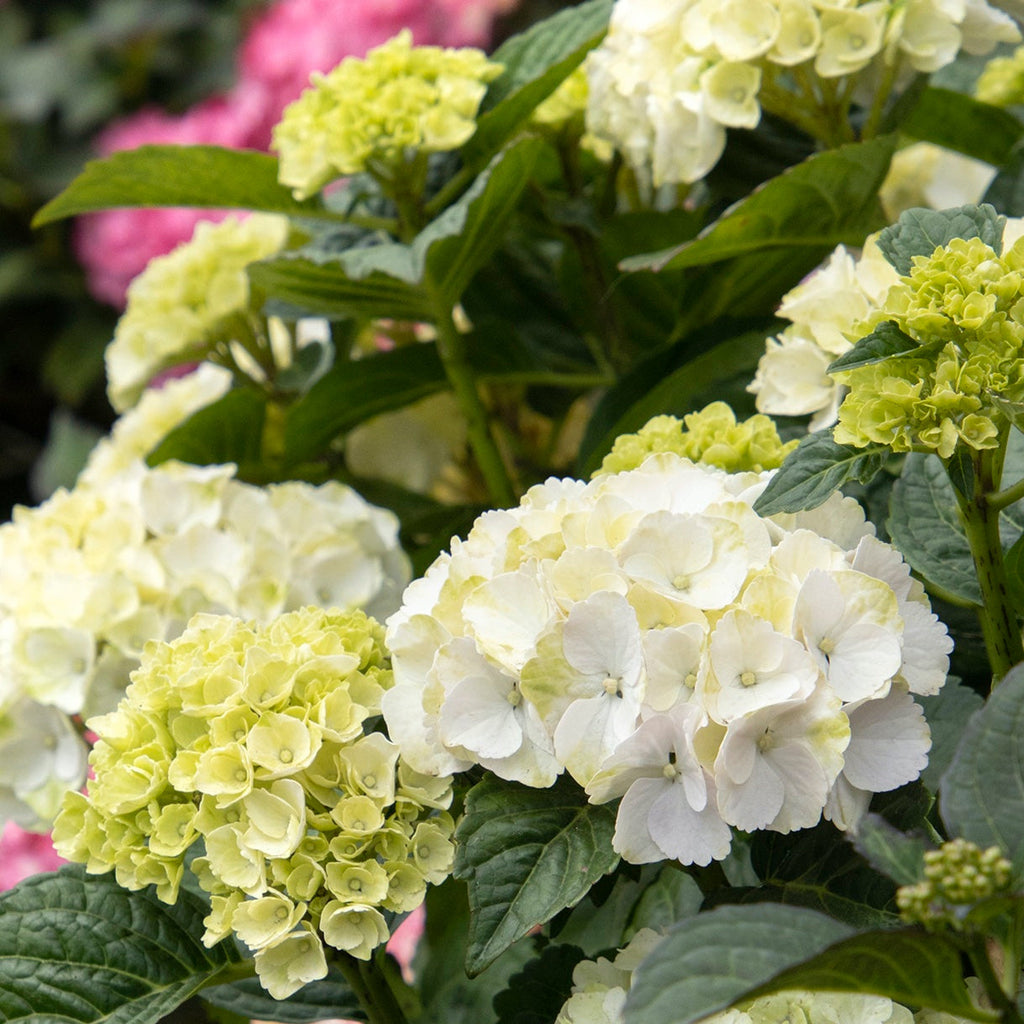 Premium Seaside Serenade Bar Harbor Hydrangea Flower seeds for Planting Fragrant Blossoms, Heirloom & GMO Free Seeds for Home Garden seeds