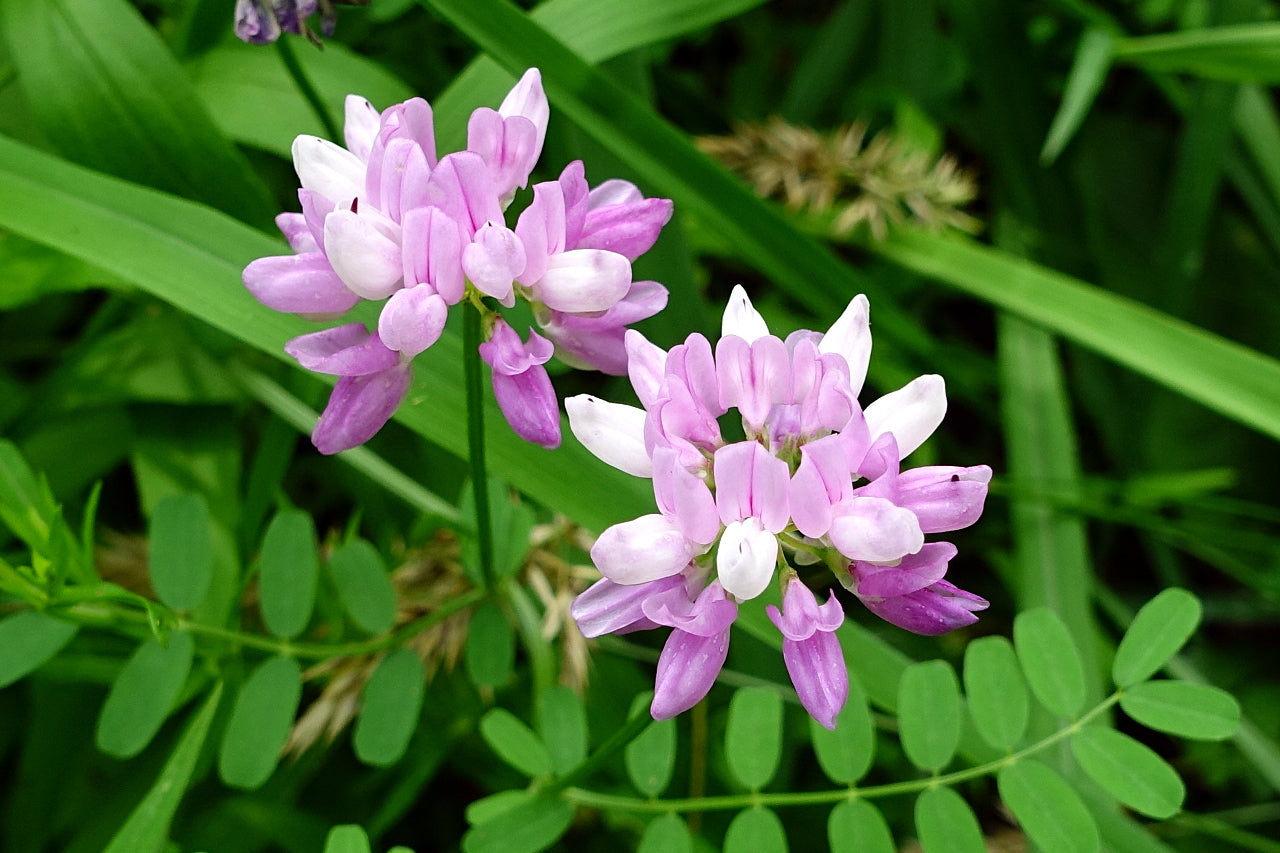 High quality Pink Coronilla Flower seeds for Planting Colorful Display, Heirloom & GMO Free Seeds for Home Garden seeds pack