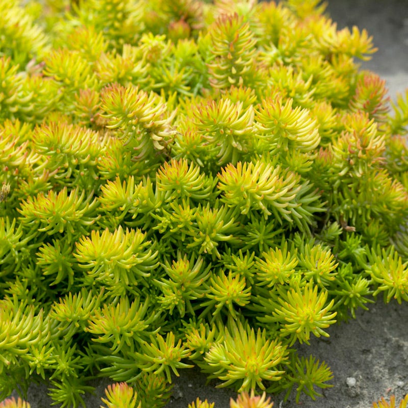 Sedum Ground Cover Flower seeds for Planting Fragrant Blossoms Heirloom & GMO Free Seeds for Home Garden
