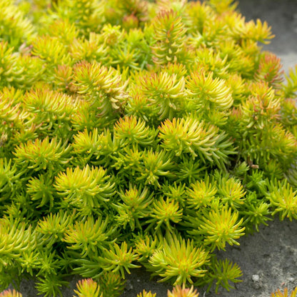 Sedum Ground Cover Flower seeds for Planting Fragrant Blossoms Heirloom & GMO Free Seeds for Home Garden