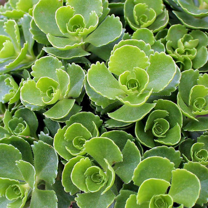 Spurium Flower seeds for Planting Easy to Grow Heirloom & GMO Free Seeds for Home Garden 
 
 Sale for planting in home garden