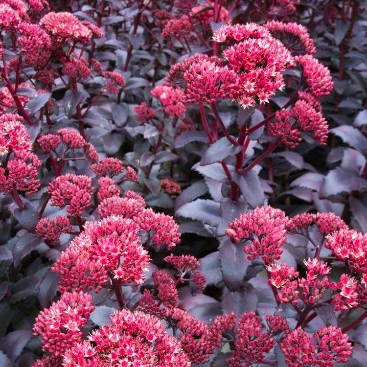 Premium Pink Telephium Flower seeds for Planting Garden Favorite, Heirloom & GMO Free Seeds for Home Garden seeds