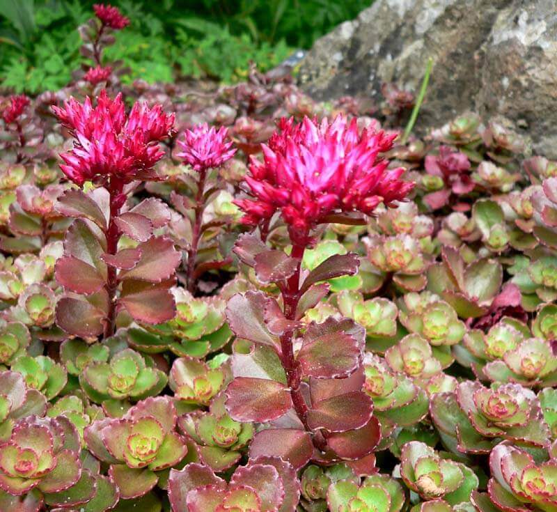 Spurium Flower seeds for Planting Easy to Grow Heirloom & GMO Free Seeds for Home Garden