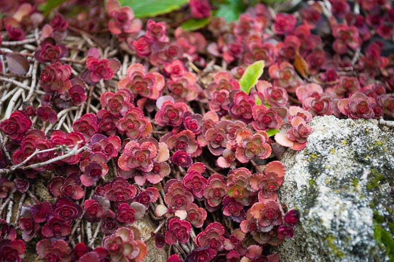 Sedum Carpet Flower seeds for Planting Easy to Grow Heirloom & GMO Free Seeds for Home Garden