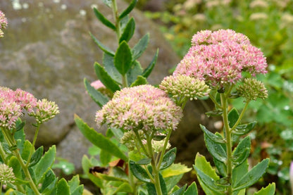 Sedum Flower seeds for Planting, Colorful Display Heirloom & GMO Free Seeds for Home Garden