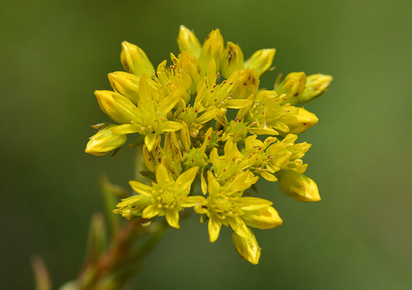 Premium Green Sedum Montanum Flower seeds for Planting Cottage Garden Essential, Heirloom & GMO Free Seeds for Home Garden seeds