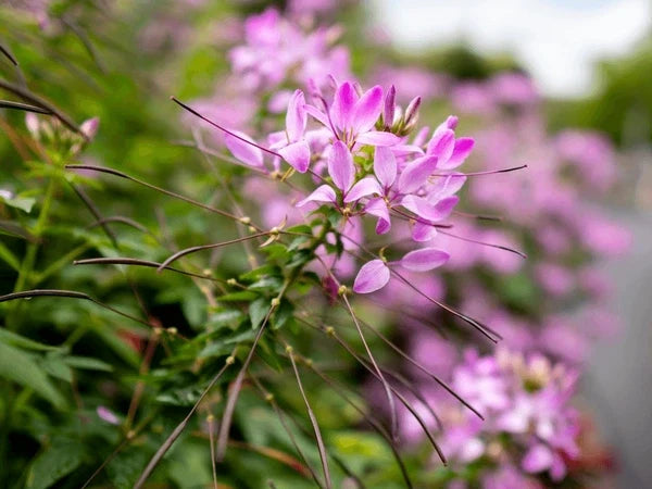 Pink Spiny Spider Flower seeds for Planting Drought Tolerant, Heirloom & GMO Free Seeds for Home Garden vegetable and garden seeds