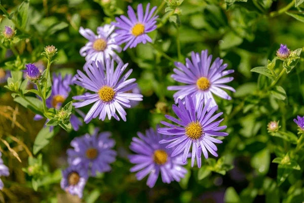 Premium Purple Yellow Erigeron Flower seeds for Planting Cottage Garden Essential, Heirloom & GMO Free Seeds for Home Garden seeds