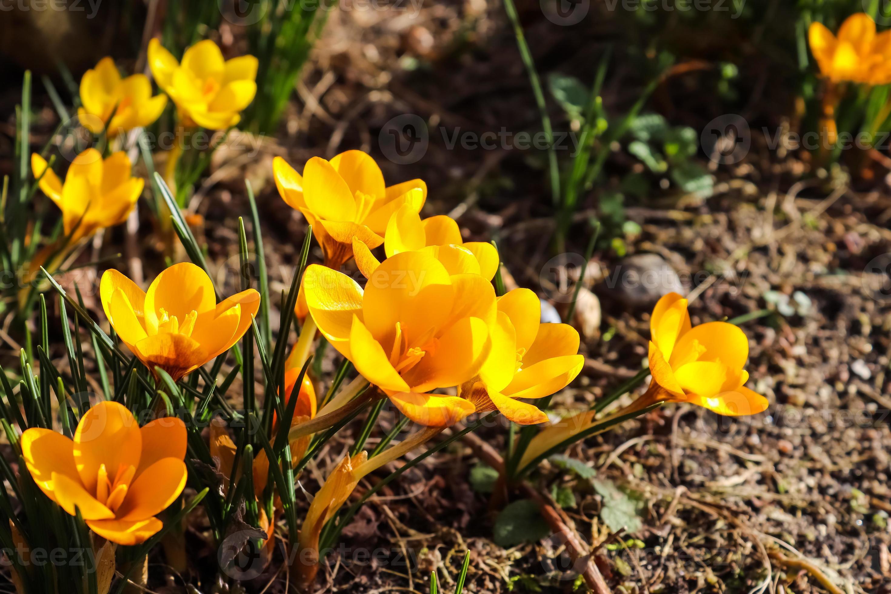 Crocus Sativus Yellow Flower seeds for Planting Garden Favorite, Heirloom & GMO Free Seeds for Home Garden vegetable and garden seeds
