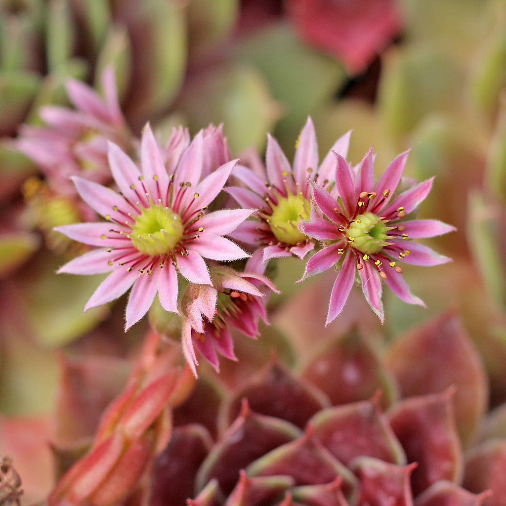 Sempervivum Flower seeds for Planting Vibrant Colors, Heirloom & GMO Free Seeds for Home Garden seeds for planting