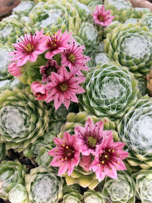 Sempervivum Flower seeds for Planting Vibrant Colors, Heirloom & GMO Free Seeds for Home Garden vegetable and garden seeds