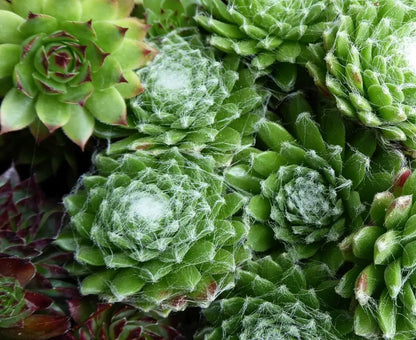 Succulents Flower seeds for Planting Cottage Garden Essential Heirloom & GMO Free Seeds for Home Garden