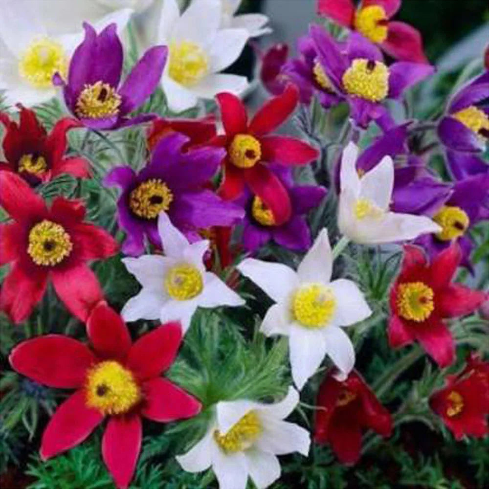Premium Pulsatilla Flower seeds for Planting Hardy Variety, Heirloom & GMO Free Seeds for Home Garden seeds