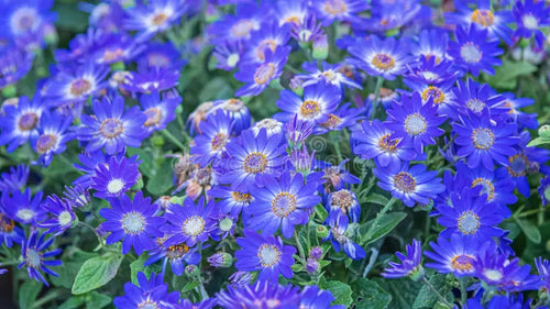 Premium Blue Bellis Perennis Flower seeds for Planting Hardy Variety, Heirloom & GMO Free Seeds for Home Garden seeds