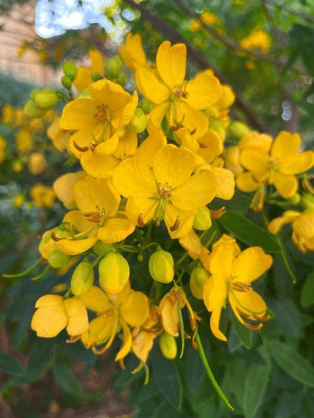 Yellow Cassia Tora Flower seeds for Planting Vibrant Colors, Heirloom & GMO Free Seeds for Home Garden seeds for planting