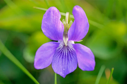 Viola Odorata Flower seeds for Planting Pollinator Friendly Heirloom & GMO Free Seeds for Home Garden