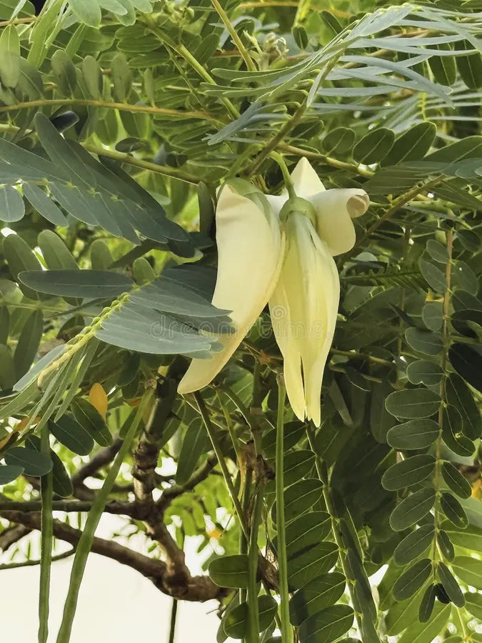 High quality Heron Flower seeds for Planting Long Bloom Season, Heirloom & GMO Free Seeds for Home Garden seeds pack