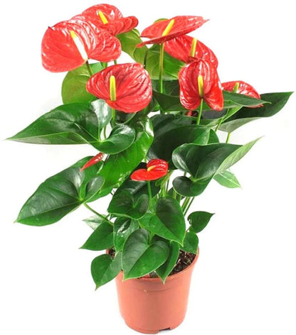 Heirloom (Heirloom Anthurium) seeds for planting in home garden