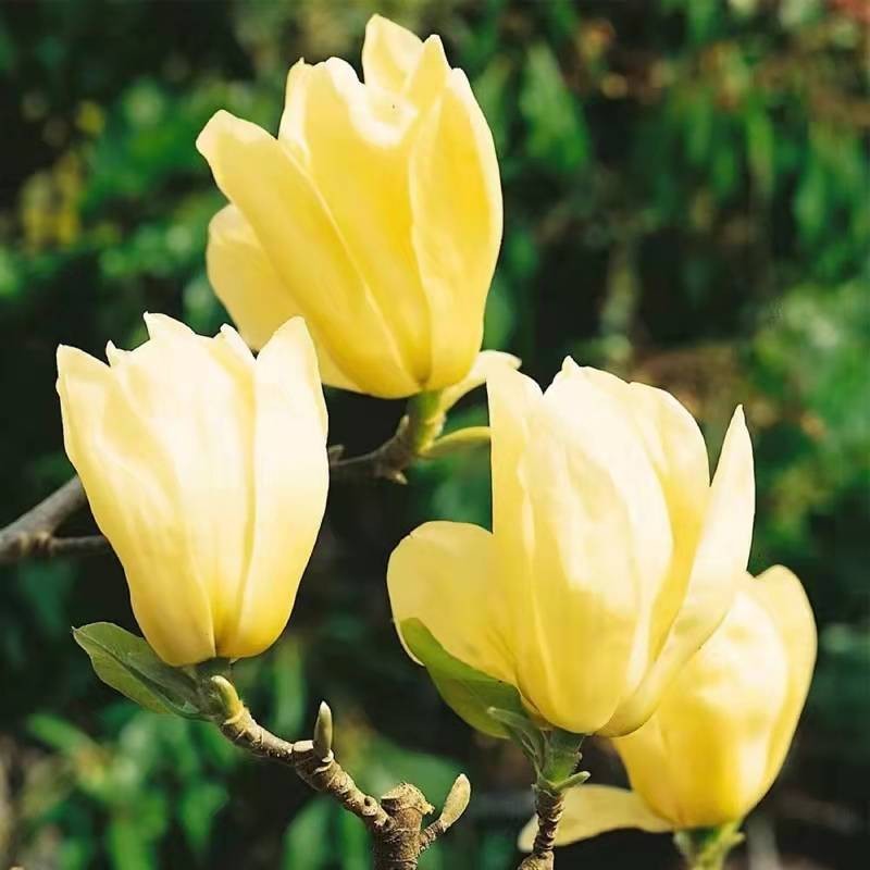 Yulan Flower Seeds Light Yellow Planting Guide