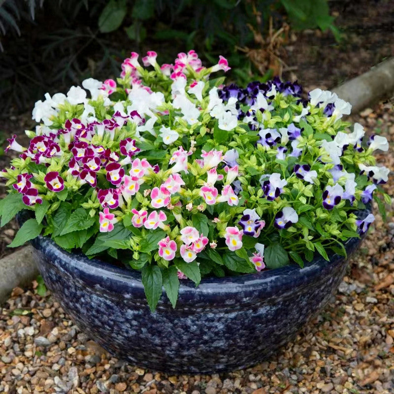 Torenia Kauai Flower seeds for Planting Long Bloom Season Heirloom & GMO Free Seeds for Home Garden