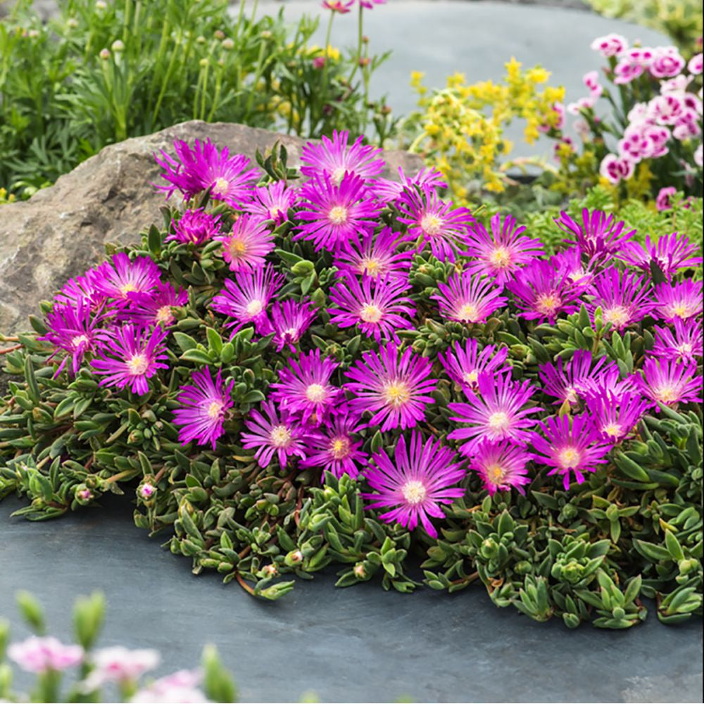 High quality Lampranthus Roseus Flower seeds for Planting Premium Quality, Heirloom & GMO Free Seeds for Home Garden seeds pack